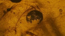 Extremely rare feathers inclusion amber with possible tiny egg shell picture