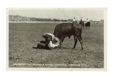Jim Massey bulldogging a steer Winnipeg Stampede 1913 - a cowboy d- Old Photo picture