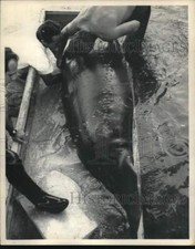 1969 Press Photo Miami Seaquarium workers give sea cow Sewer Sam an injection picture