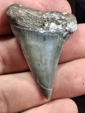 Extinct Lesser Great White Mako Hastalis From Venice Fl Golden Beach 1.97 picture