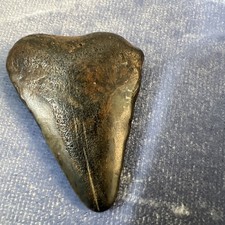 Megalodon Shark Tooth picture