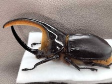 Dynastidae sp 101-2mm  Big size - South America picture