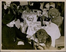 GA49 Original Underwood Photo PETS GO TO COCKTAIL PARTY Puppy Dogs Fancy Dinner picture