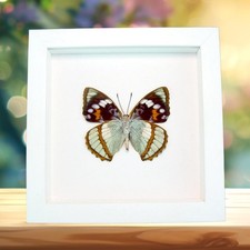 Framed Aqua Blue Butterfly Apatura Mimathyma schrenckii Vibrant White Display picture