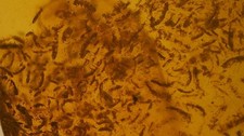 Rare swarm of springtails inclusion amber picture