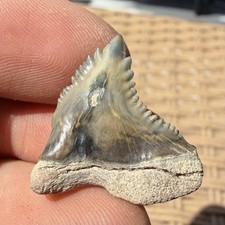 PATHOLOGICAL HEMIPRISTIS SHARK TOOTH FOSSIL FLORIDA 1” picture