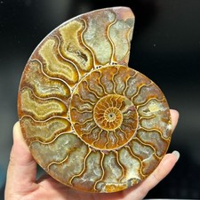 TOP 200G+ Natural ammonite fossil conch crystal specimen healing care 1pc picture