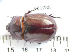 V01788. Insects, Dynastidae sp. North Vietnam. Dien Bien picture