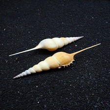 Tibia Fusus Shell/B87 (Sold by the piece) picture