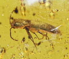 Detailed Coleoptera (Beetle), Fossil Inclusion in Dominican Amber picture