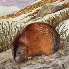 * Antique Louis A Fuertes National Geographic Banded Brown Lemming Art picture