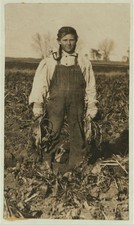Photo:Fort Morgan Colorado 1915 Girl in Beet Field Mr Schneider Daughter picture
