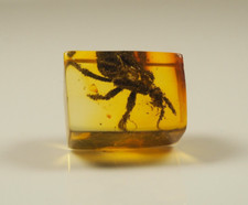 VERY RARE INSECT BLAKE Inclusion in GENUINE BALTIC AMBER stone 0.8 g. F189 picture