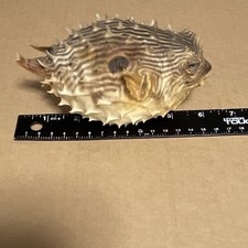 Vintage Puffer Fish, Dried & Preserved Ocean Porcupine, Blowfish, Nautical Decor picture