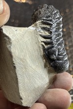 Colorful Crotalocephalus trilobite fossil Devonian Top quality  picture