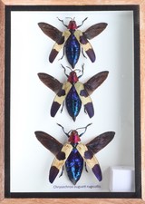 3 Real JJewel Beetles Chrysochroa Duqueti Rugicollis Rugicol Insect Taxidermy picture