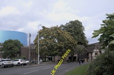 Photo A2 Tree of Heaven Coventry Most of the trees in central Coventry a c2021 picture