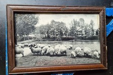 Framed Black & White Sheep Landscape Photo. 1927 Connecticut sheep farm picture