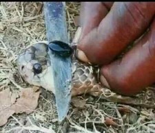 King Cobra pearl | Cobra Stone Nagamani | King Cobra Snake pearl | Nagamani Ston picture