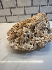Beautiful Fossil Specimen, Fossilized Marine Tube Worms 7 X 5 X 4 1/2 picture