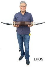 MOUNTED LONGHORNS , polished horns , taxidermy , 41