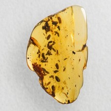 Beetle Swarm in Burmese / Burmite amber fossil / 100% genuine amber picture