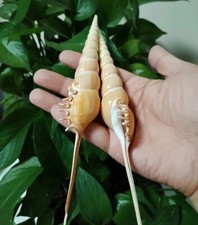 Large Natural Tibia Fusus Seashell Shinbone Tibia Rare Real Home Deco 5-7