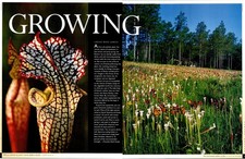 Carnivorous Plants Magazine Article Print Ad Pitcher Plant GROWING 2000s picture
