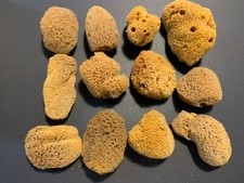 Natural Sea Sponge 12 Piece Craft Decor Unbleached Sponges    picture
