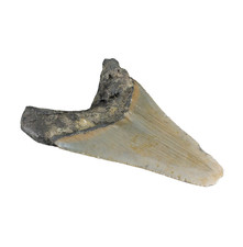 Odontus (Carcharodon) Megalodon Shark Tooth The Ledge N. Carolina USA  (EA10629) picture