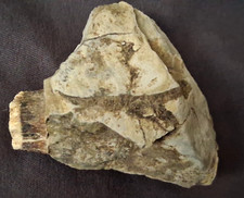 NEW Discovery Real baby dinosaur Hadrosaur skull head vertebrae fossil petrified picture