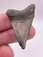 Slightly Deformed Pathological Lowcountry Angustiden Shark Tooth Fossil 1.79” picture
