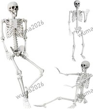5.4Ft/165cm Halloween Skeleton Full Body Life Size Human Bones with Movable Join picture
