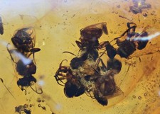 Swarm of Anthophila (Stingless Bee), Fossil insect inclusion in Chiapas Amber picture