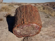 Photo:Petrified Forest National Park Arizona 2018 Fossilized Tree Trunk picture