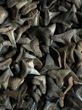 Lot of 25 fossilized 1/2 - 5/8 inch shark teeth from the Myakka river Venice Fl. picture