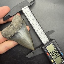 3.04” Mako/Hastalis Shark Tooth - Georgia, All Natural picture