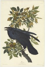 Raven Vintage Audubon Birds of America Plate Reprint Wall Art picture