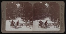 Photo:Nara Japan c1904 Feeding Sacred Deer Kasuga no Miya Temple picture
