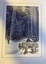 1902 Canada Lynx illustrated picture
