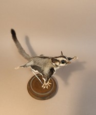 Taxidermy, Cabinet De Curiosites: Petaurus breviceps picture