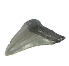 Odontus (Carcharodon) Megalodon Shark Tooth The Ledge N. Carolina USA (EA10674) picture