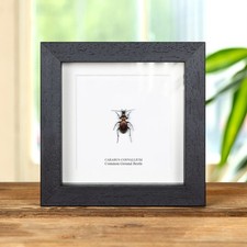Common Ground Beetle In Box Frame (Carabus convallium) picture