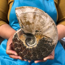 3.45LB Natural Ammonite Fossil Quartz Crystal Specimen Reiki Healing Collection picture
