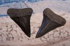 MAKO SHARK TOOTH 1 7/8